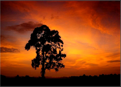 YENDO HACIA LA MESA 2008