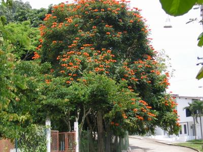 ARBOL  EL MEON TAMBIEN CONOCIDO COMO EL CAHOBO