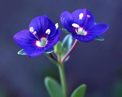 SIEMPRE HAY UNA FLOR QUE ME GUSTA