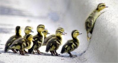 A&Ntilde;O NUEVO 2009 VIDA NUEVA